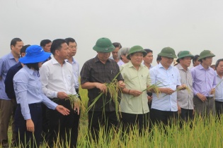 Gạo hữu cơ Quảng Trị có thể sánh vai với gạo chất lượng cao của Thái Lan, Nhật Bản