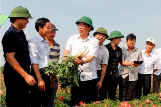 Chủ tịch tỉnh Quảng Trị kiểm tra mô hình Sâm Bố Chính và hệ thống giếng cổ Gio An