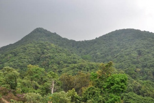 Quảng Trị: Sẽ trồng thử nghiệm sâm Ngọc Linh ở độ cao hơn 1.000m 