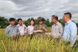 Phó Chủ tịch Quốc hội Phùng Quốc Hiển thăm mô hình sản xuất lúa hữu cơ tại Quảng Trị