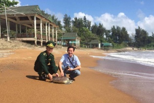 Huy động hơn 4,1 tỷ đồng thực hiện quản lý, bảo tồn các quần thể rùa biển