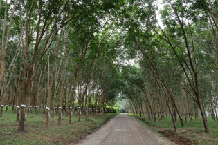Đề xuất chuyển đổi cơ cấu cây trồng đối với diện tích cây cao su kém hiệu quả 