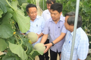 Doanh nghiệp Nhật Bản muốn xây dựng chuỗi cung ứng dưa lưới sản xuất tại Quảng Trị