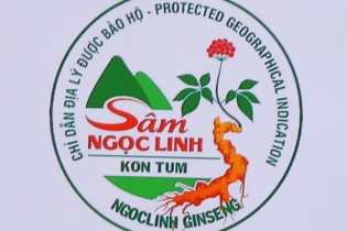 Công bố logo chỉ dẫn địa lý sâm Ngọc Linh Kon Tum