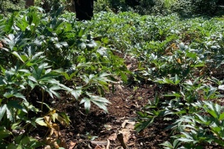 Kon Tum: Đầu tư dự án cây dược liệu hơn 353 tỷ đồng