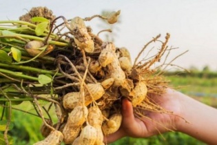 Quảng Bình: Chuyển hồ sơ sang công an vụ cung ứng hơn 20 tấn lạc giống nghi giả