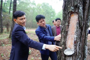 Doanh thu Công ty Lâm nghiệp Bến Hải vượt hơn 26% kế hoạch năm