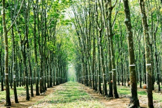 Thu hồi gần 100.000 m2 đất gần Sân bay Long Thành để đấu giá