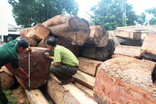 Mua, cướp gỗ "lậu" về cho doanh nghiệp, lâm tặc “xé toạc” 4 đồn biên phòng