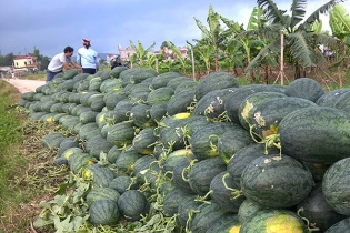 Hàng loạt doanh nghiệp hạt giống kêu cứu vì Hải quan TP.HCM truy, áp thuế