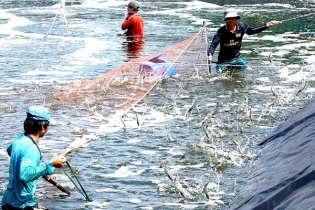 “Ba lời nguyền” cản trở ngành tôm phát triển
