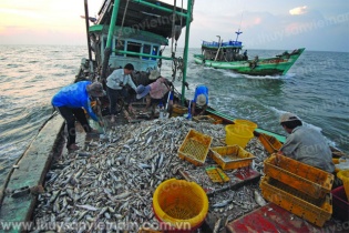 “Nỗi đau” giá rẻ của thủy sản Việt 