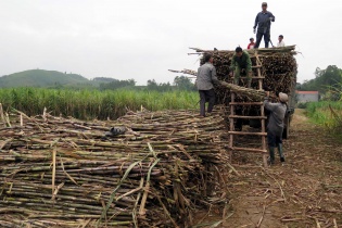 Mía đường bất ổn vì cạnh tranh không lành mạnh giữa các doanh nghiệp