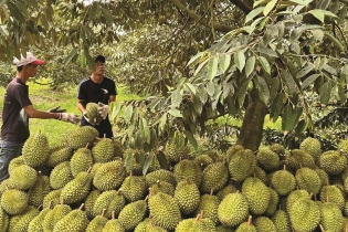  401 vùng trồng,166 cơ sở đóng gói sầu riêng Việt Nam vừa được Trung Quốc phê duyệt