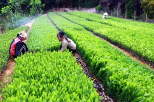 Hỗ trợ Hòa Bình 353 tấn hạt giống cây trồng từ nguồn dự trữ quốc gia