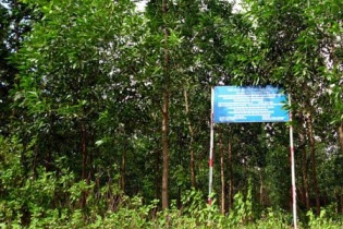 Giao UBND tỉnh Thanh Hóa quản lý 2 công ty lâm nghiệp thuộc Vinapaco