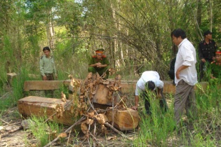 Phó Thủ tướng yêu cầu kiểm điểm đơn vị để xảy ra khai thác gỗ trái phép tại Lâm Đồng