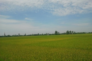 Thái Bình: Hơn 700 ha đất trồng lúa được chuyển đổi mục đích sử dụng