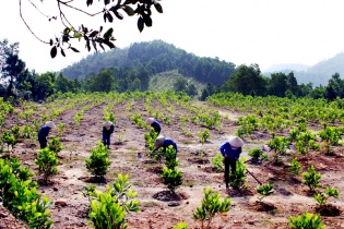 Tỷ lệ che phủ rừng toàn quốc sẽ đạt 42% vào năm 2020