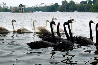 Phiên 6/2: “Thiên nga đen” và chuyện chứng khoán ngày Tết