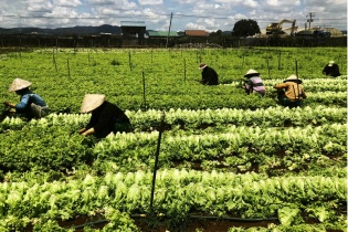 MM Mega Market cùng nông dân Lâm Đồng phát triển chuỗi cung ứng rau an toàn