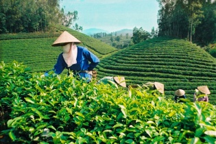 Tập đoàn JG (Philippines) muốn đầu tư phát triển ngành chè Việt Nam
