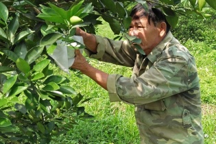 Hơn 100.000 tỷ đồng phát triển giống phục vụ tái cơ cấu nông nghiệp