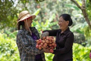 Ngọt ngào mùa vải sớm Phù Cừ