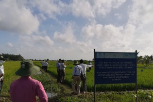 Bỉ hỗ trợ sản xuất lúa bền vững tại đồng bằng sông Cửu Long