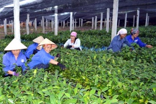 Ðiều kiện sản xuất, kinh doanh giống cây trồng lâm nghiệp