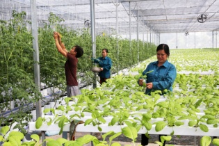 Hoàn thiện Kế hoạch phát triển kinh tế tập thể, hợp tác xã