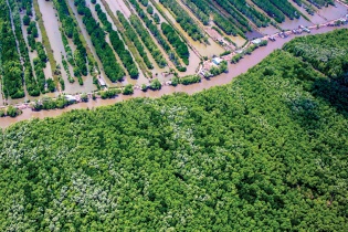 Đầu tư gần 79.000 tỷ đồng phát triển lâm nghiệp bền vững đến năm 2025