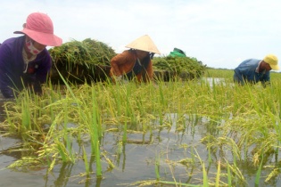 Chính sách mới hỗ trợ tối đa 90% phí bảo hiểm nông nghiệp