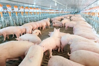 Heo nái Việt Nam lần đầu được bảo vệ quyền lợi theo chuẩn quốc tế