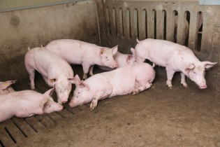 Thủ tướng chỉ đạo không để bùng phát dịch tả lợn Châu Phi