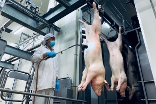 TP.HCM: Tăng cường giám sát sử dụng chất cấm trong chăn nuôi, giết mổ gia súc