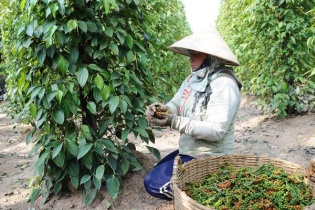 Xuất khẩu hồ tiêu sang Trung Quốc tăng 8 lần, nhưng khó tăng tiếp