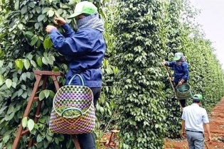 Hạt tiêu Việt Nam chiếm lĩnh thị trường Mỹ