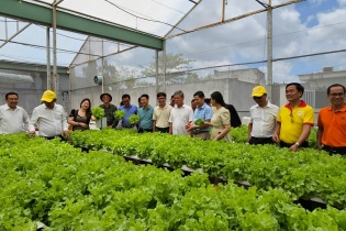 TP.HCM: 100% mẫu rau đạt chuẩn an toàn vào năm 2030
