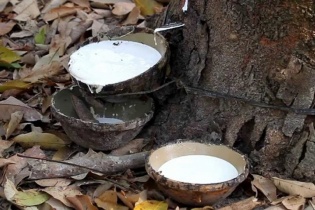 Lợi nhuận doanh nghiệp cao su đi xuống