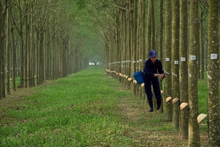 Đến lượt Cao su Đồng Phú tạm ứng cổ tức 20% bằng tiền