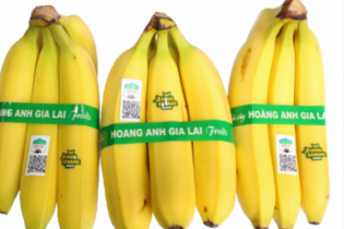 Toàn bộ lợi nhuận tháng 3 của Hoàng Anh Gia Lai đến từ chuối