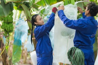 Hoàng Anh Gia Lai Agrico kéo dài chuỗi lỗ