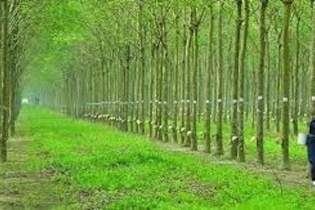 Cổ phiếu Cao su Đồng Phú: Kỳ vọng từ giá cao su tiếp tục cao trong năm 2025