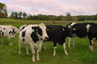 Vingroup, FLC cùng đầu tư vào nông nghiệp tại Thanh Hóa