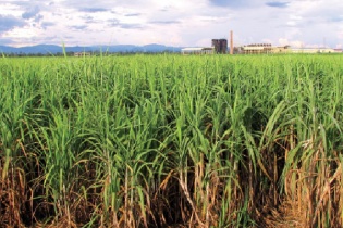 Hoàn tất chuyển đổi 3 nông trường tại Thanh Hóa