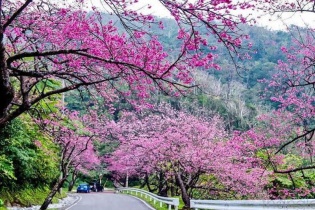 Đà Nẵng sẽ tiếp nhận thêm 500 cây hoa Anh đào từ Nhật Bản