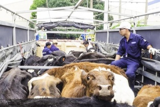 Vinamilk rinh đàn bò sữa Organic “cập cảng” Việt Nam