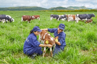 Người Việt sắp được dùng sữa tươi organic chất lượng hảo hạng