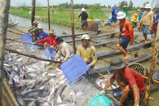 Trung Quốc tăng nhập khẩu cá tra từ Việt Nam